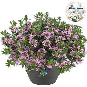 Afbeelding van HP27 o.kl. Scaevola Pink